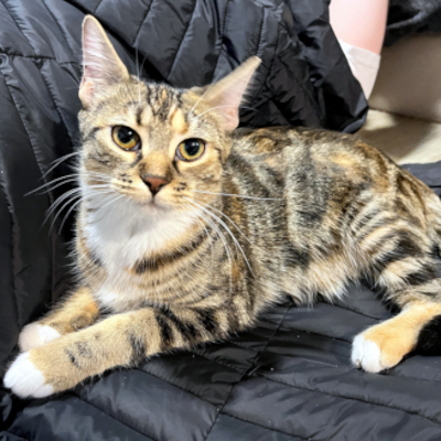 photo of cat