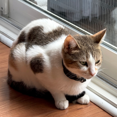 photo of cat