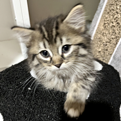 photo of cat