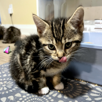 photo of cat