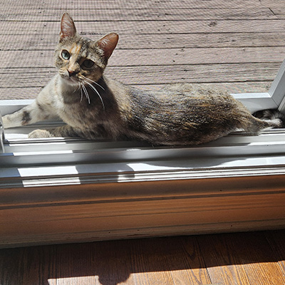photo of cat