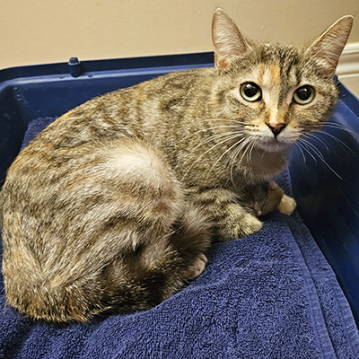 photo of cat