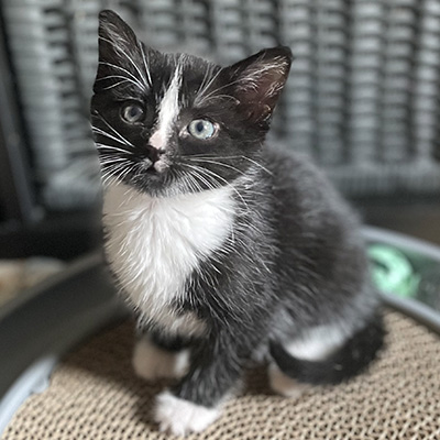 photo of cat