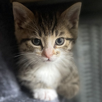 photo of cat