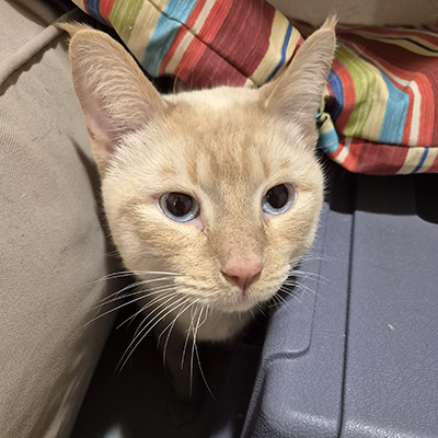 photo of cat