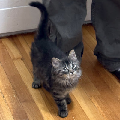 photo of cat
