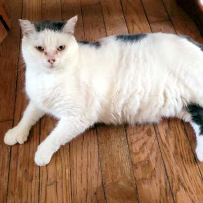photo of cat