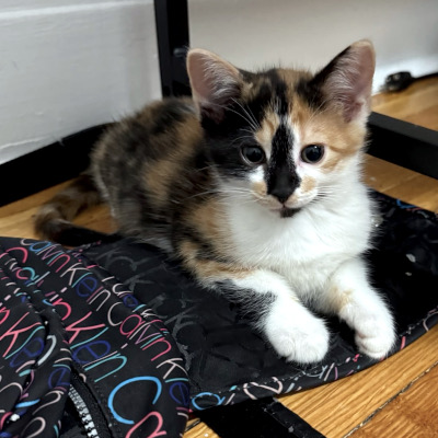 photo of cat