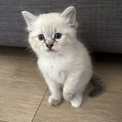 photo of cat