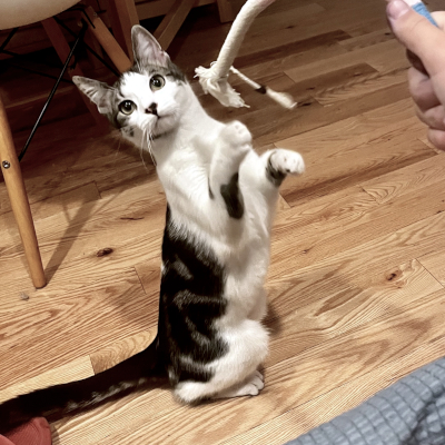 photo of cat