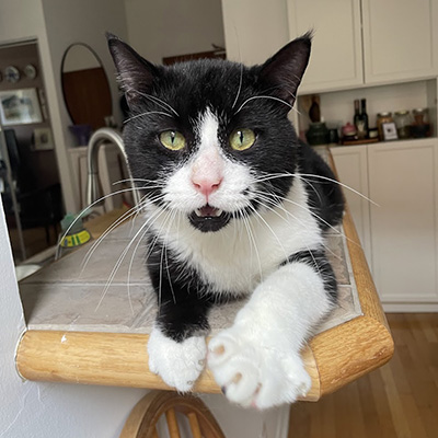 photo of cat