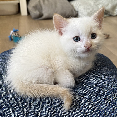 photo of cat