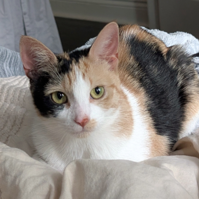 photo of cat