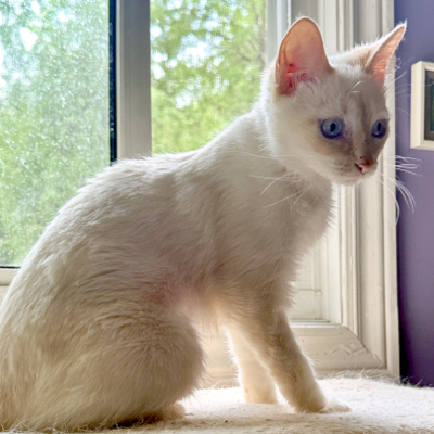 photo of cat