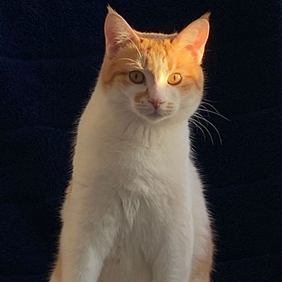 photo of cat