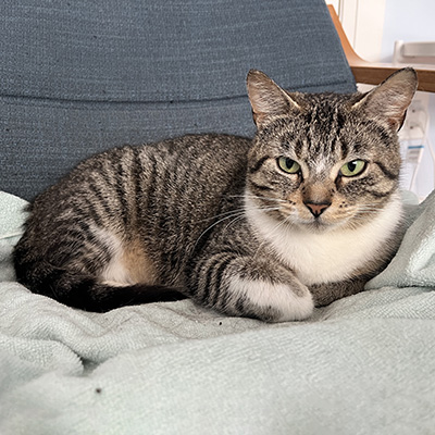 photo of cat