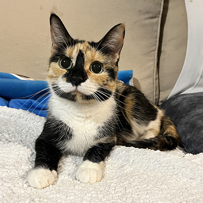 photo of cat