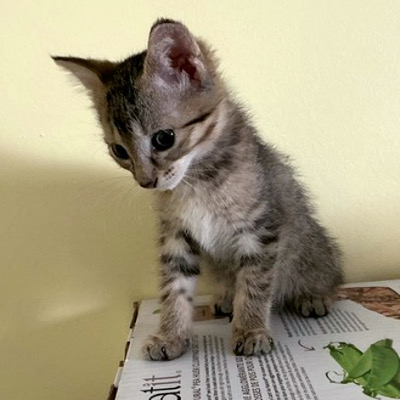 photo of cat
