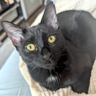 photo of cat