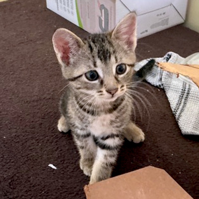 photo of cat