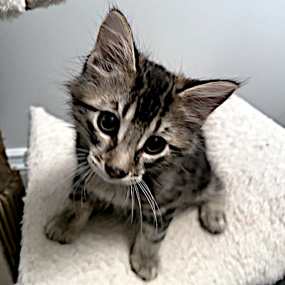 photo of cat