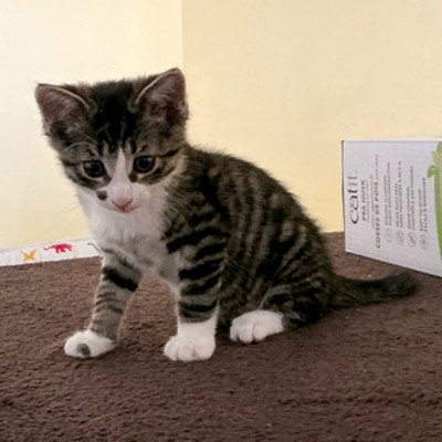 photo of cat