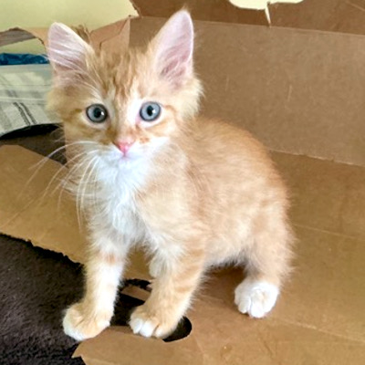 photo of cat