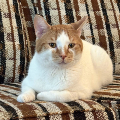 photo of cat