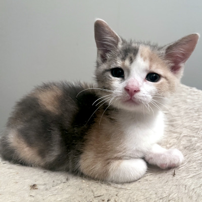 photo of cat