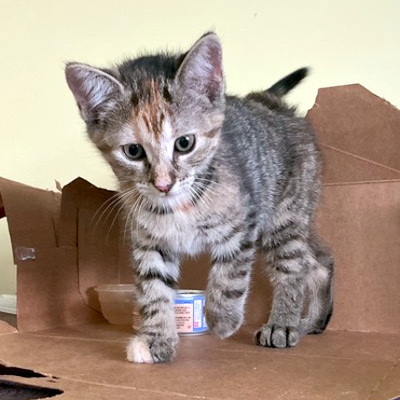 photo of cat