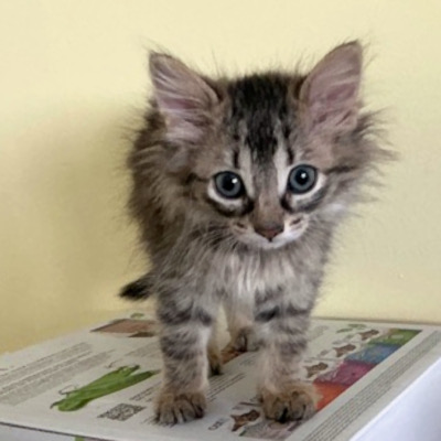 photo of cat