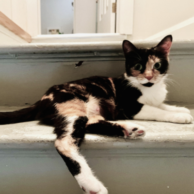photo of cat