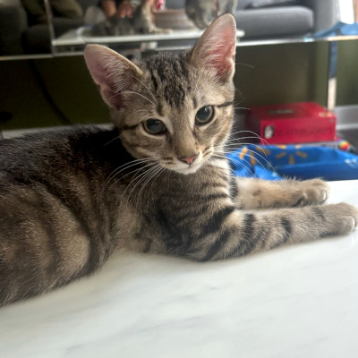 photo of cat