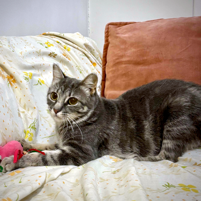 photo of cat