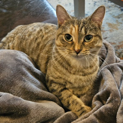photo of cat