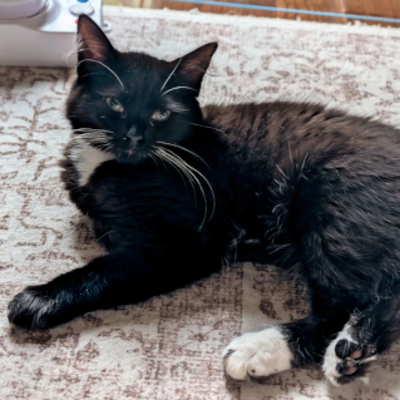 photo of cat