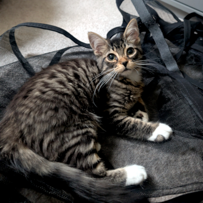photo of cat