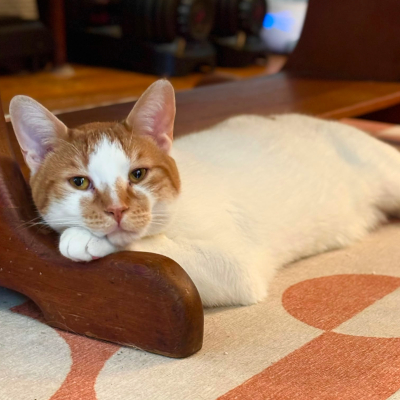 photo of cat