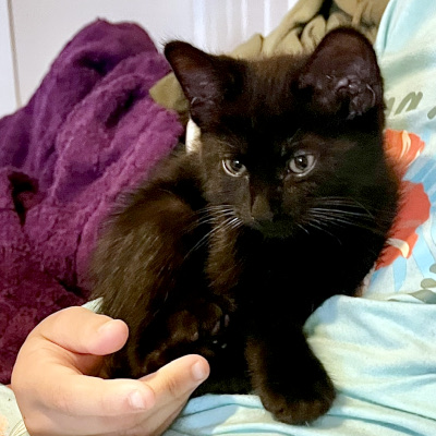 photo of cat