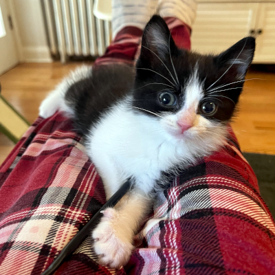 photo of cat