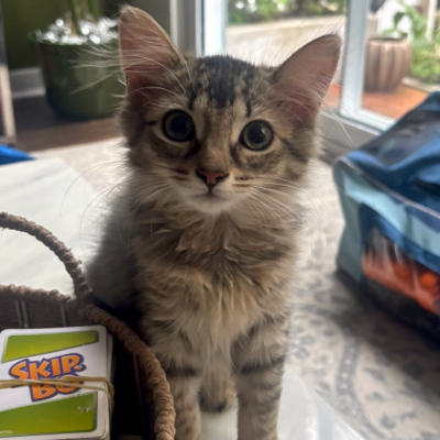 photo of cat