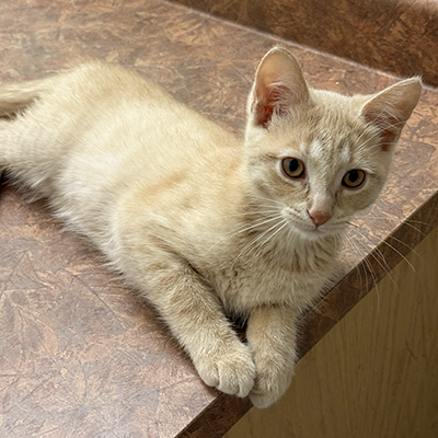 photo of cat