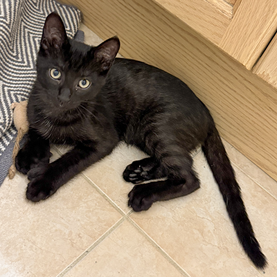 photo of cat