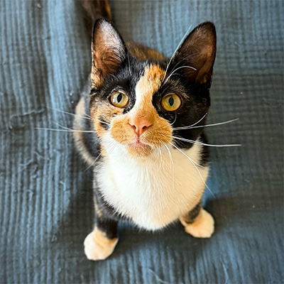 photo of cat