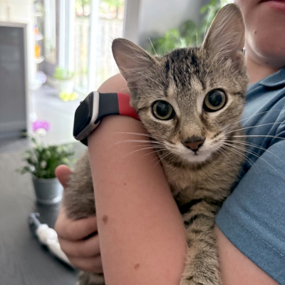photo of cat