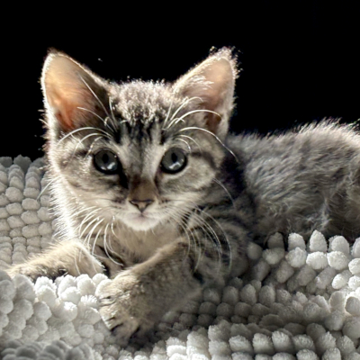 photo of cat