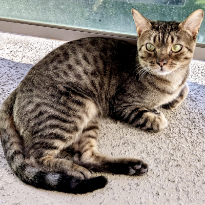 photo of cat