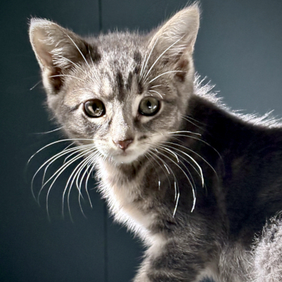 photo of cat