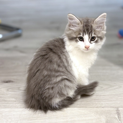 photo of cat