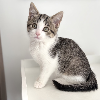 photo of cat